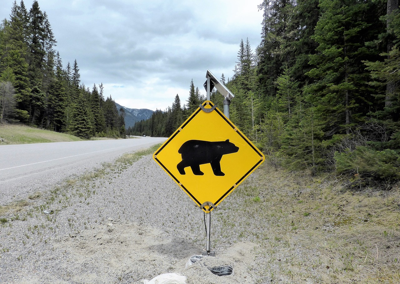 traffic sign, warning, bear-2630485.jpg
